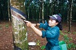 Việt Nam có thể thành nước sản xuất cao su lớn thứ 3 thế giới 